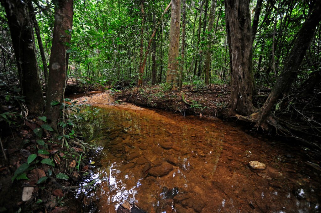 Sinharaja Forest Reserve in Sri Lanka. Jungle greens danger